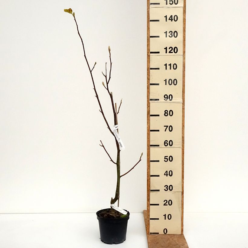 Magnolia Tina Durio 4L/5L pot sample as delivered in autumn