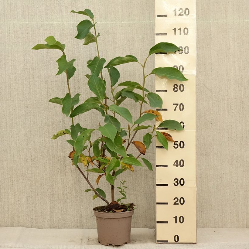 Magnolia Heaven Scent 4L/5L pot sample as delivered in autumn