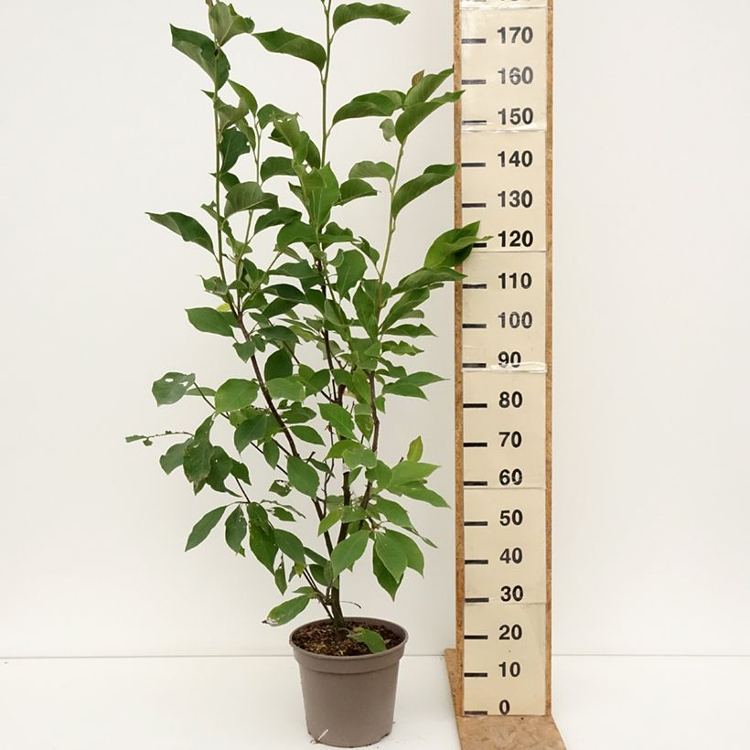 Magnolia Heaven Scent 7.5L/10L pot sample as delivered in summer