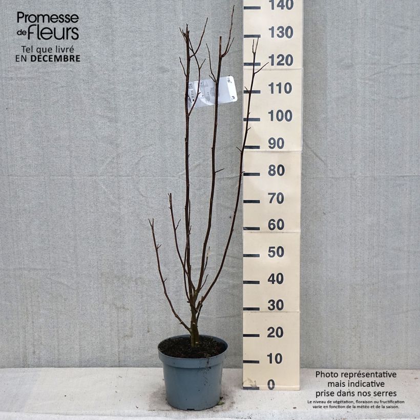 Magnolia kobus 4L/5L pot sample as delivered in autumn
