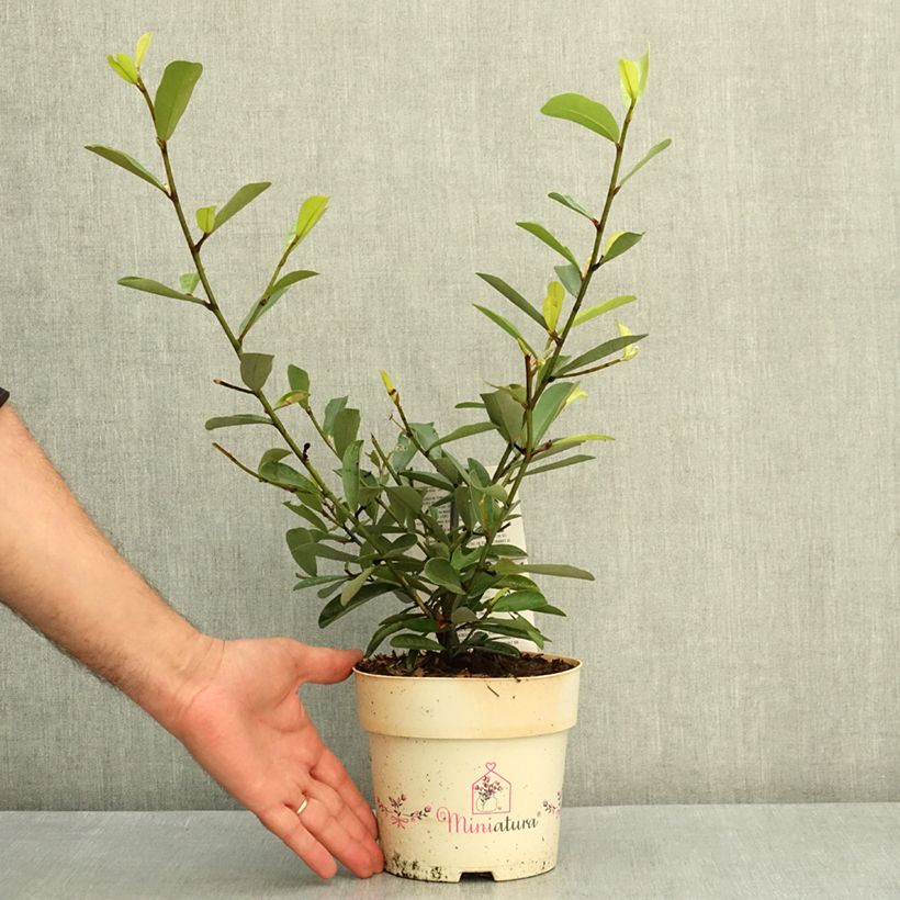 Magnolia laevifolia Miniatura 2L/3L pot sample as delivered in summer