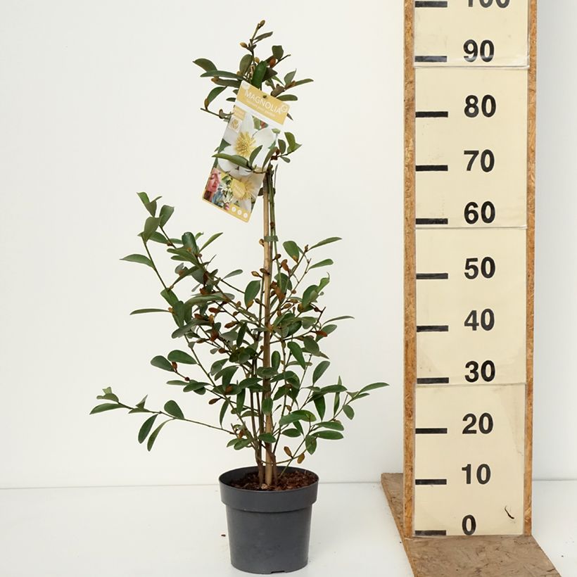 Magnolia laevifolia Vanilla Pearls® -  - Michelia yunnanensis 2L/3L pot sample as delivered in winter