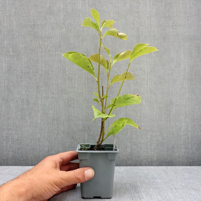 Magnolia liliflora Nigra 12cm pot sample as delivered in summer