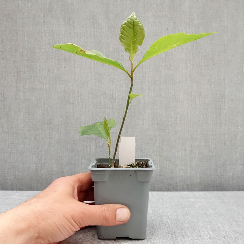 Magnolia liliflora Nigra 12cm pot sample as delivered in spring