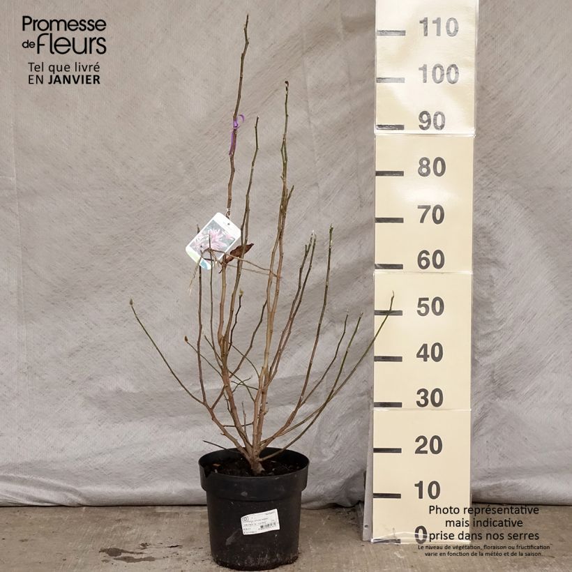 Magnolia x loebneri Leonard Messel 6L/7L pot sample as delivered in winter