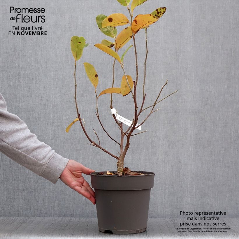 Magnolia x loebneri Mags Pirouette 4L/5L pot sample as delivered in autumn
