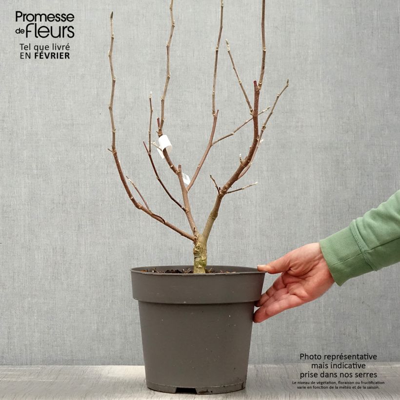 Magnolia x loebneri Mags Pirouette 4L/5L pot sample as delivered in winter