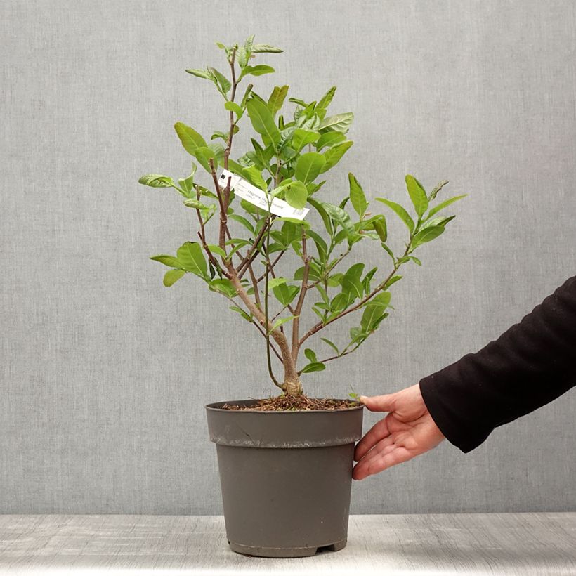 Magnolia x loebneri Mags Pirouette 4L/5L pot sample as delivered in spring