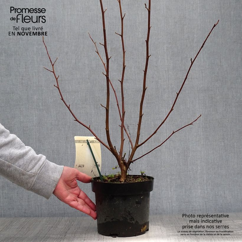 Magnolia x loebneri Merrill 3L/4L pot sample as delivered in autumn