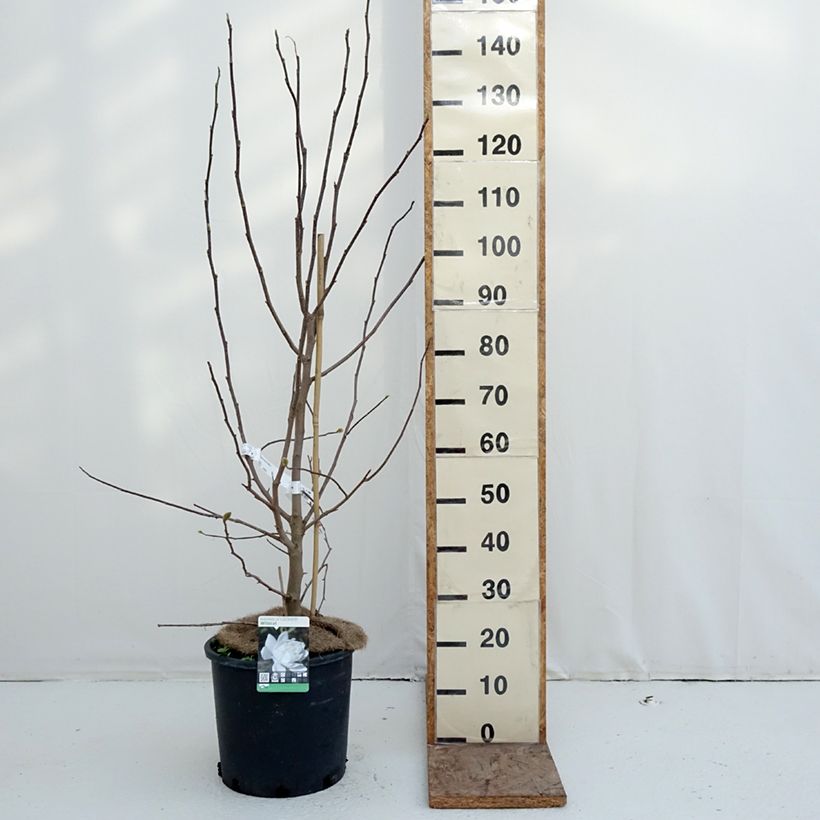 Magnolia x loebneri Wildcat 6L/7L pot sample as delivered in winter