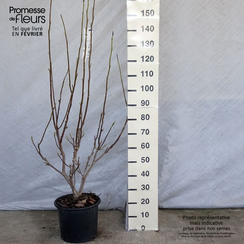 Magnolia  soulangeana Andre Leroy 7.5L/10L pot sample as delivered in winter