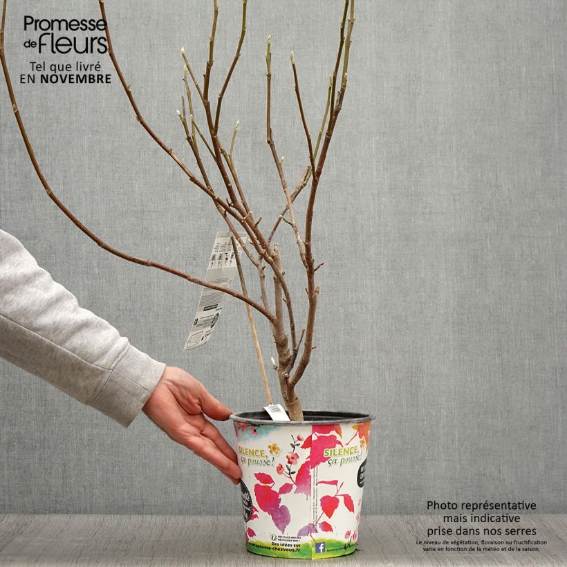 Magnolia  soulangeana Andre Leroy 4L/5L pot sample as delivered in autumn