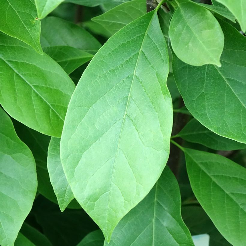 Magnolia  soulangeana Andre Leroy (Foliage)