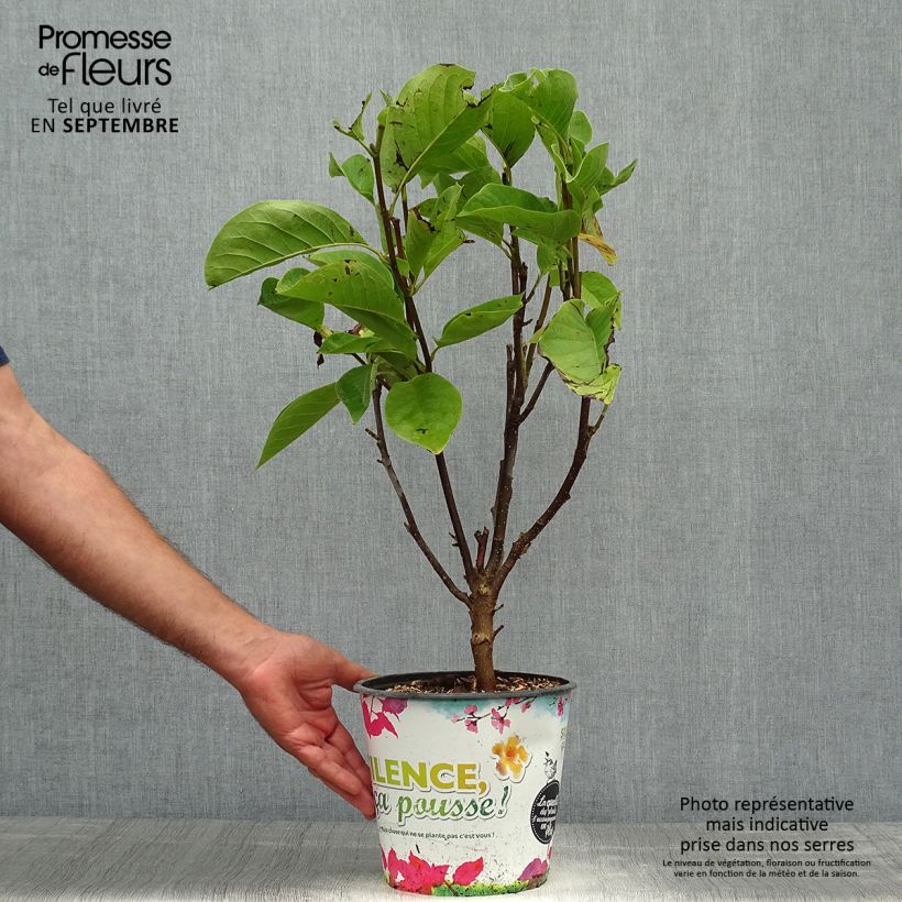 Magnolia Manchu Fan 4L/5L pot sample as delivered in autumn