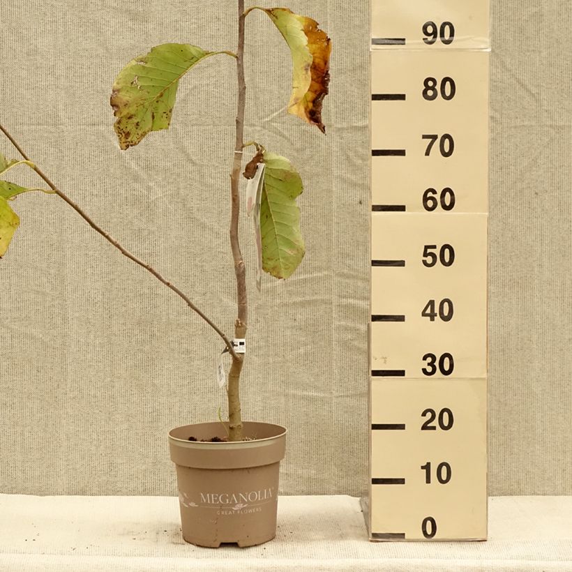 Magnolia soulangeana Meganolia 4L/5L pot sample as delivered in autumn