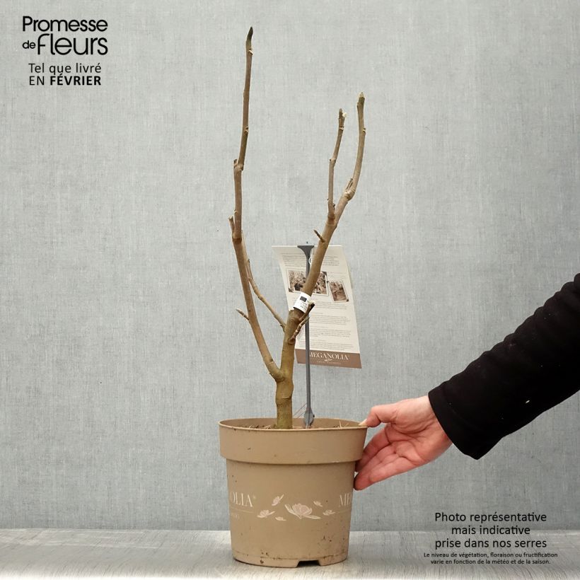 Magnolia soulangeana Meganolia 4L/5L pot sample as delivered in winter