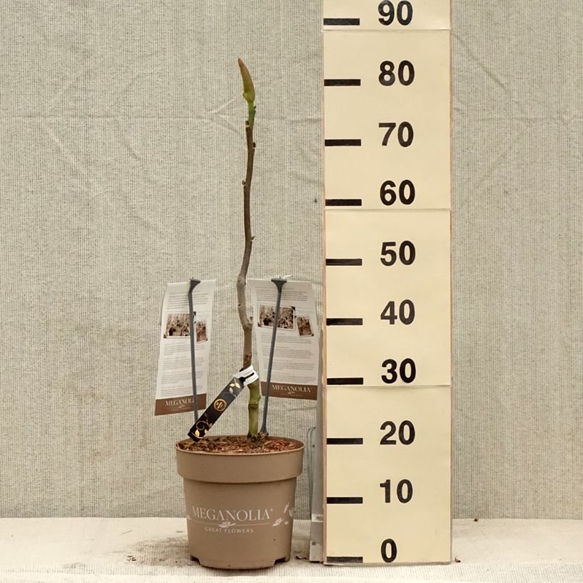 Magnolia soulangeana Meganolia 4L/5L pot sample as delivered in spring