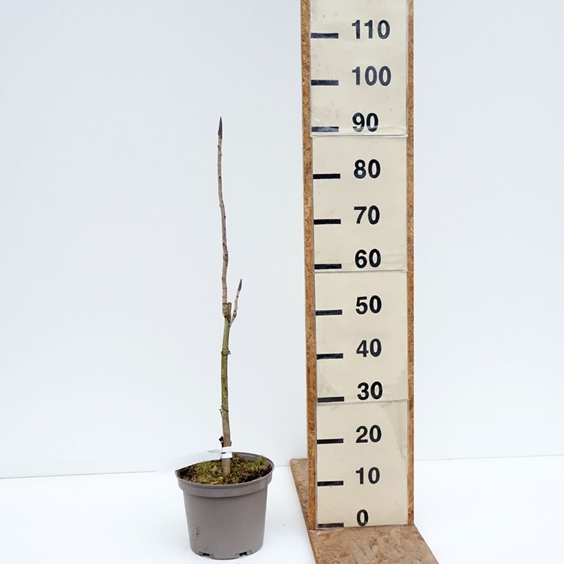 Magnolia officinalis  4L/5L pot sample as delivered in winter