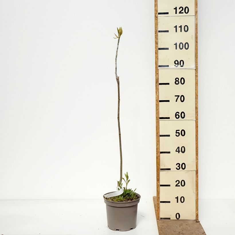 Magnolia officinalis  4L/5L pot sample as delivered in spring