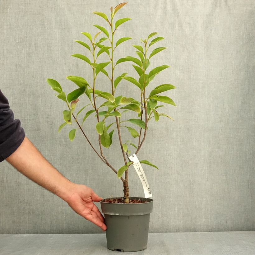 Magnolia Pink Pyramid 3L/4L pot sample as delivered in summer