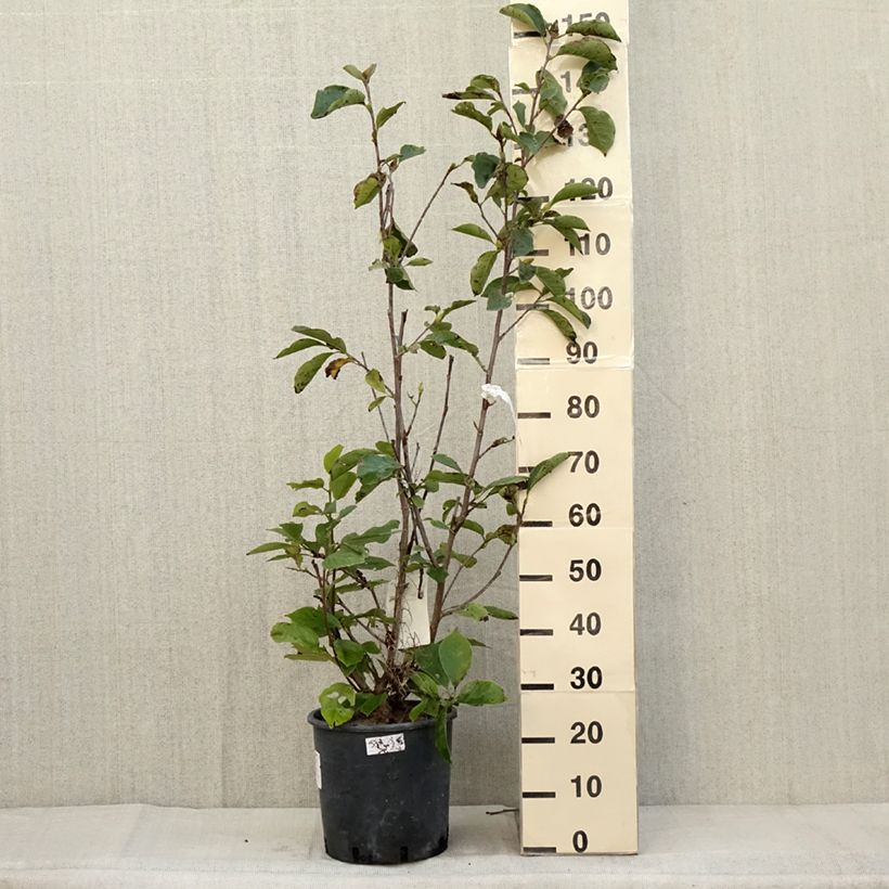 Magnolia  soulangeana Alba Superba 6L/7L pot sample as delivered in autumn
