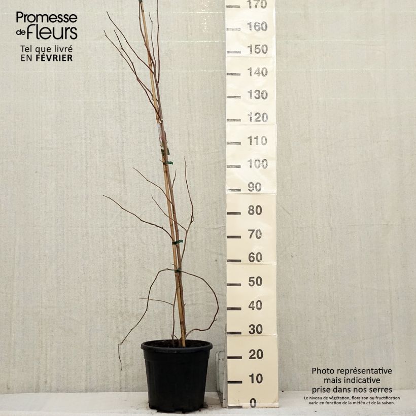 Magnolia x soulangeana 7.5L/10L pot sample as delivered in winter