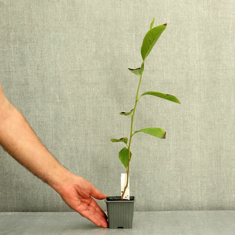 Magnolia x soulangeana 8/9 cm pot sample as delivered in summer