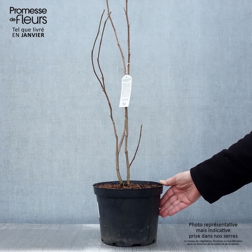 Magnolia  soulangeana Rustica Rubra 7.5L/10L pot sample as delivered in winter