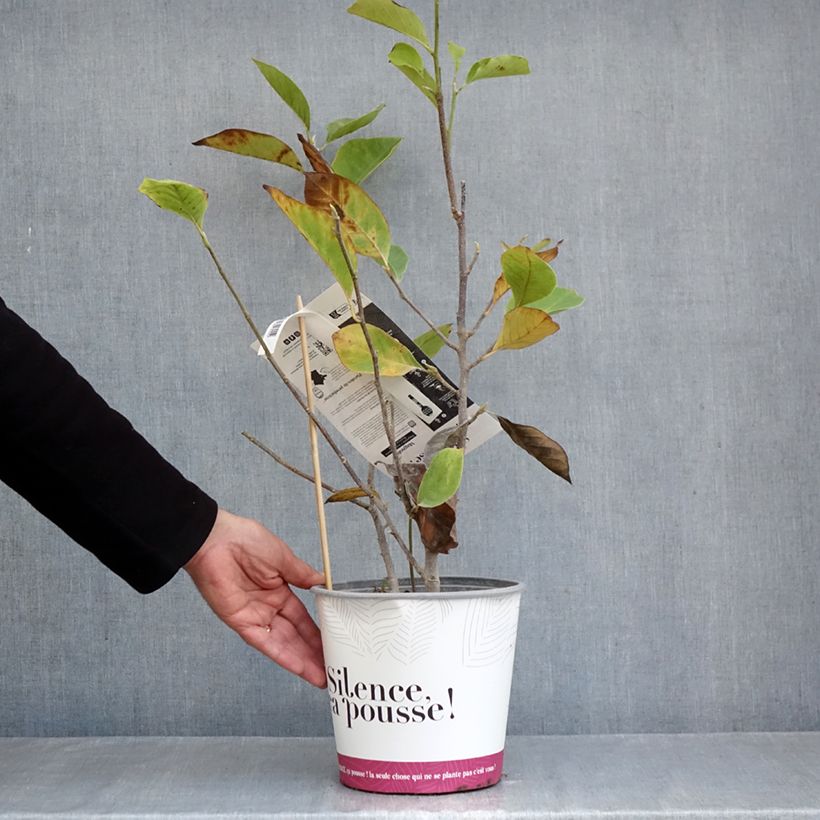 Magnolia  soulangeana Rustica Rubra 3L/4L pot sample as delivered in autumn
