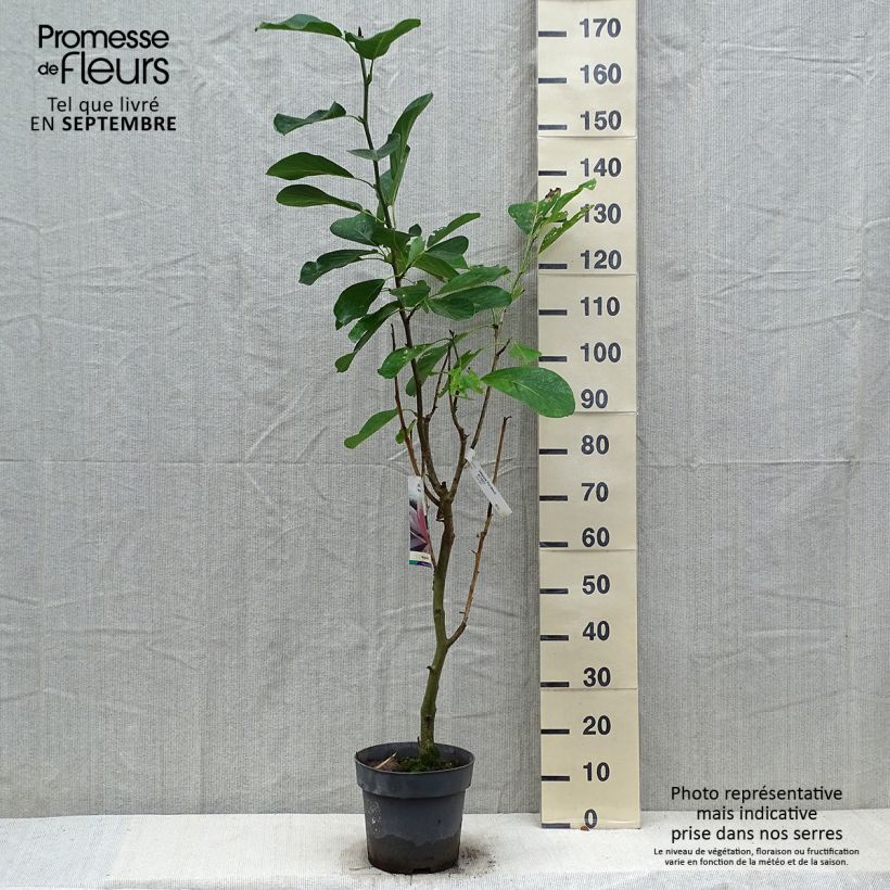 Magnolia sprengeri Pink Beauty 6L/7L pot sample as delivered in autumn