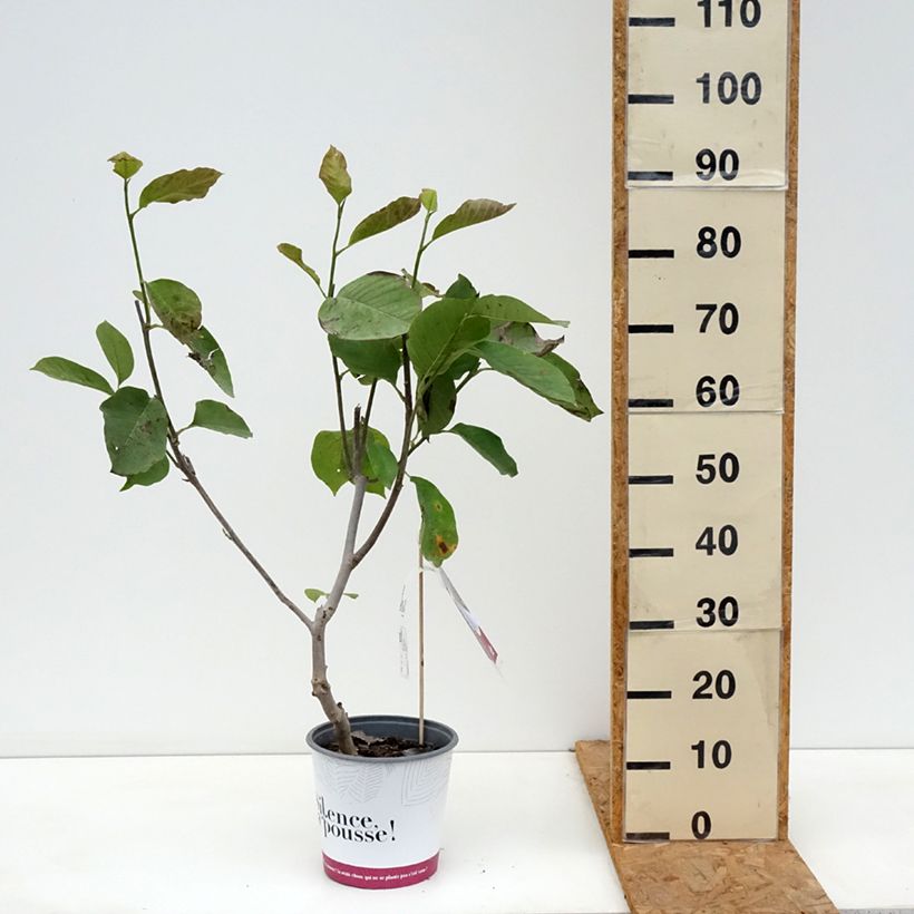 Magnolia Star Wars 4L/5L pot sample as delivered in autumn