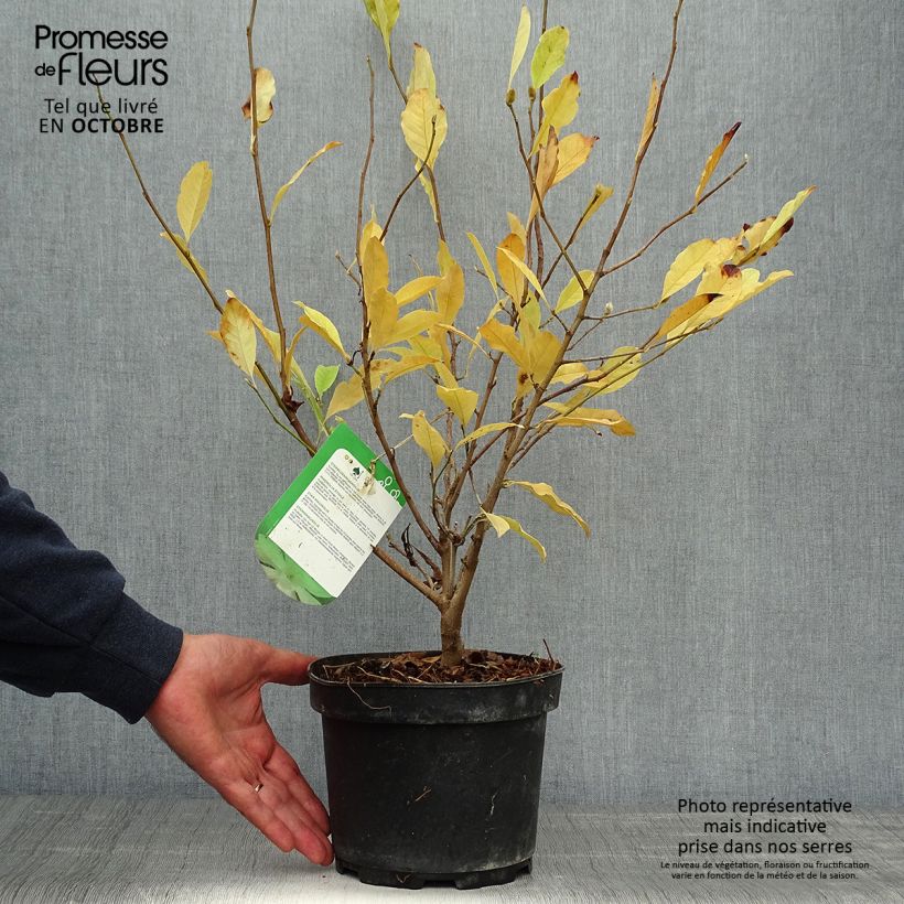 Magnolia stellata 2L/3L pot sample as delivered in autumn