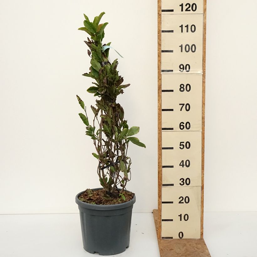 Magnolia stellata Rosea 18L/20L pot sample as delivered in autumn