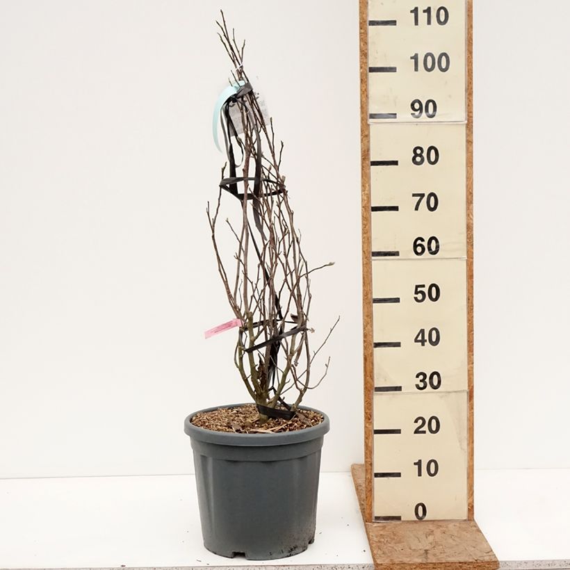 Magnolia stellata Rosea 18L/20L pot sample as delivered in winter