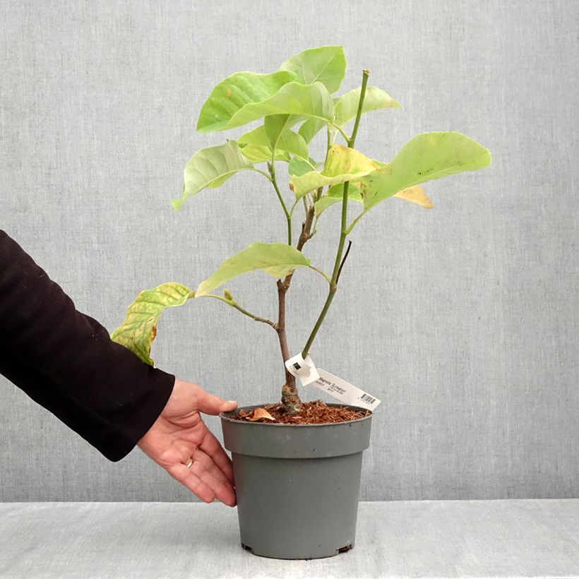 Magnolia x brooklynensis Sunsation 3L/4L pot sample as delivered in autumn