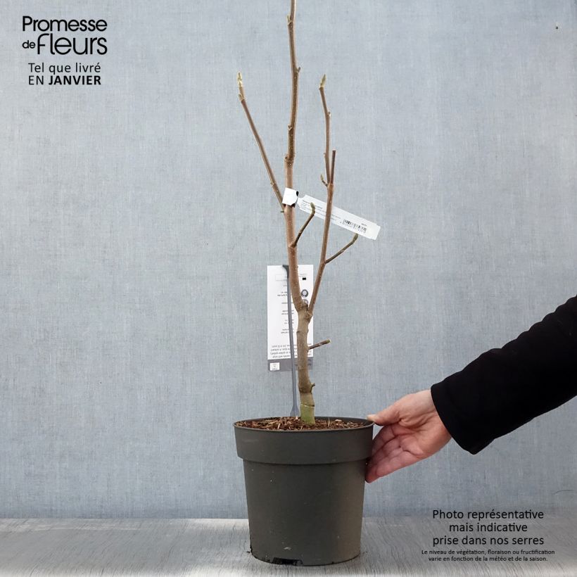 Magnolia x brooklynensis Sunsation 3L/4L pot sample as delivered in winter