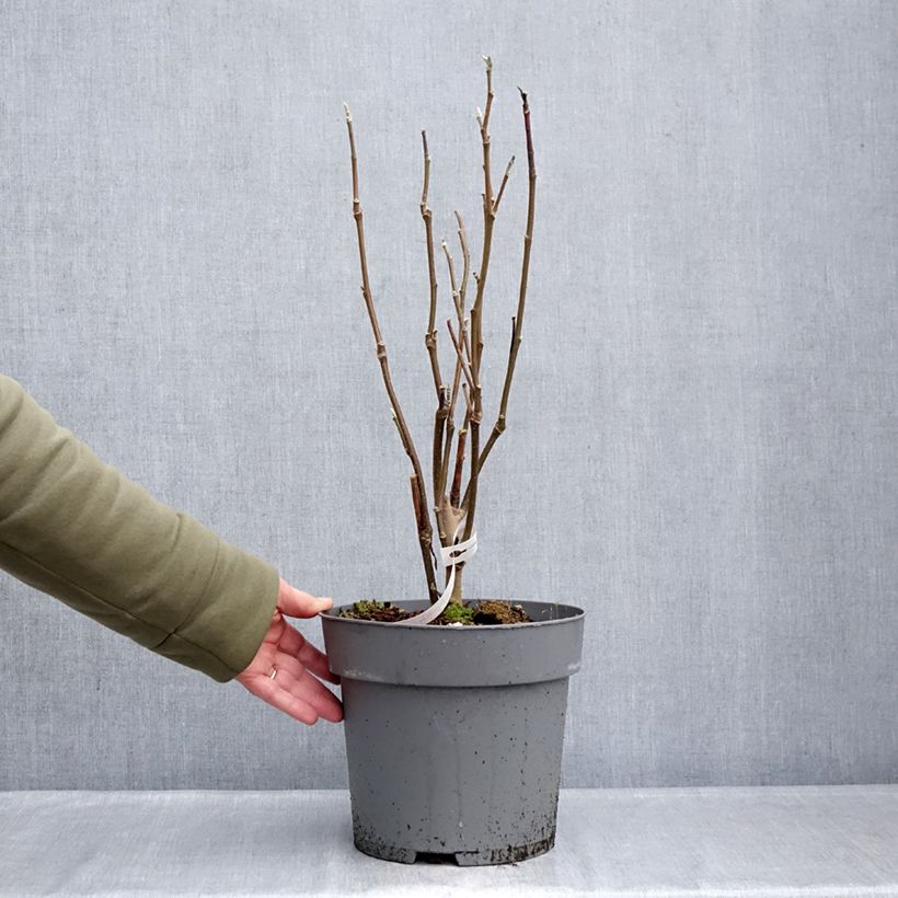 Magnolia Sunspire 6L/7L pot sample as delivered in winter