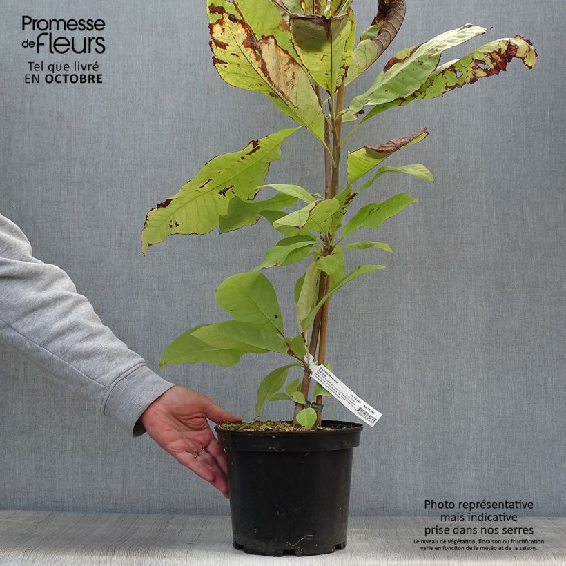 Magnolia tripetala 3L/4L pot sample as delivered in autumn