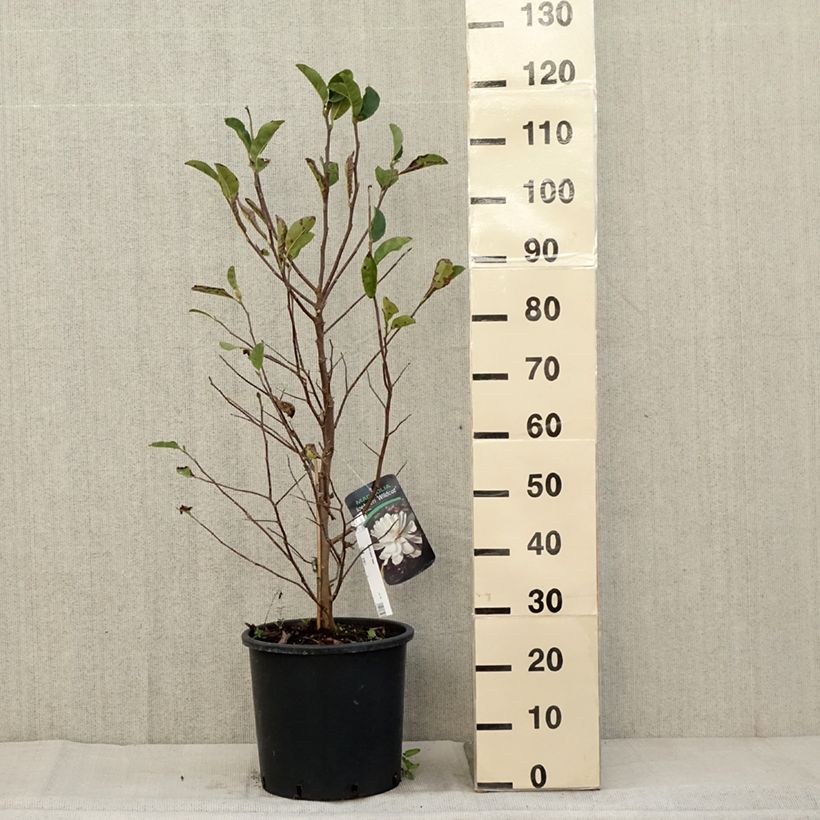 Magnolia x loebneri Wildcat 6L/7L pot sample as delivered in autumn