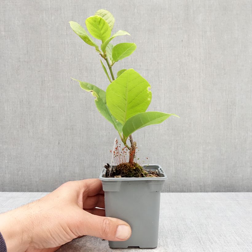 Magnolia soulangeana Cameo 12cm pot sample as delivered in spring