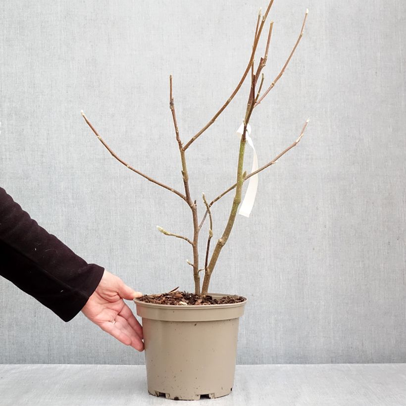 Magnolia x soulangeana Picture Superba 4L/5L pot sample as delivered in autumn