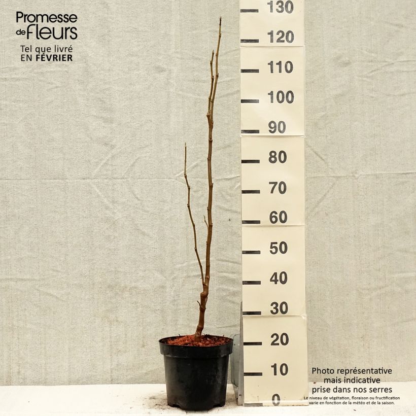 Magnolia Yellow Lantern 6L/7L pot sample as delivered in winter