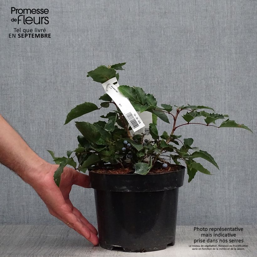 Mahonia aquifolium Apollo 2L/3L pot sample as delivered in autumn