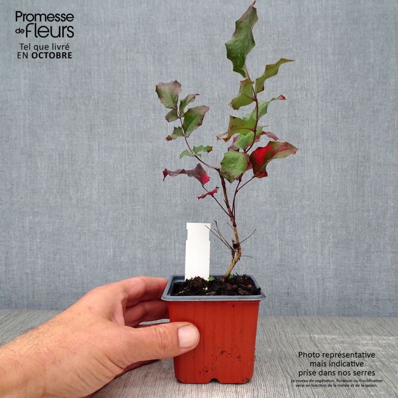 Mahonia aquifolium 8/9 cm pot sample as delivered in autumn