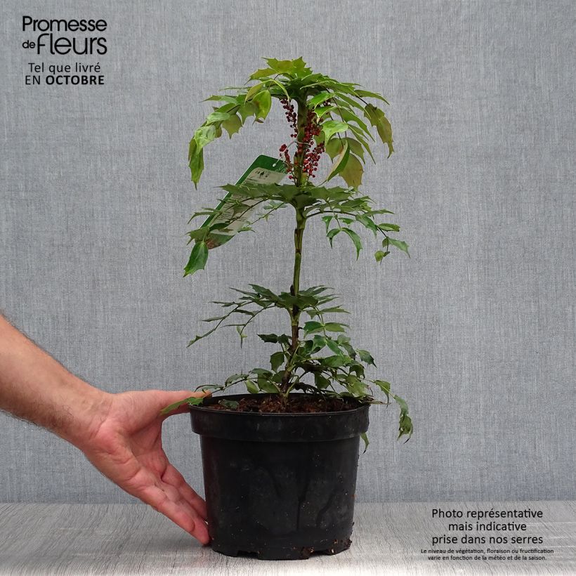 Mahonia nitens Cabaret 2L/3L pot sample as delivered in autumn