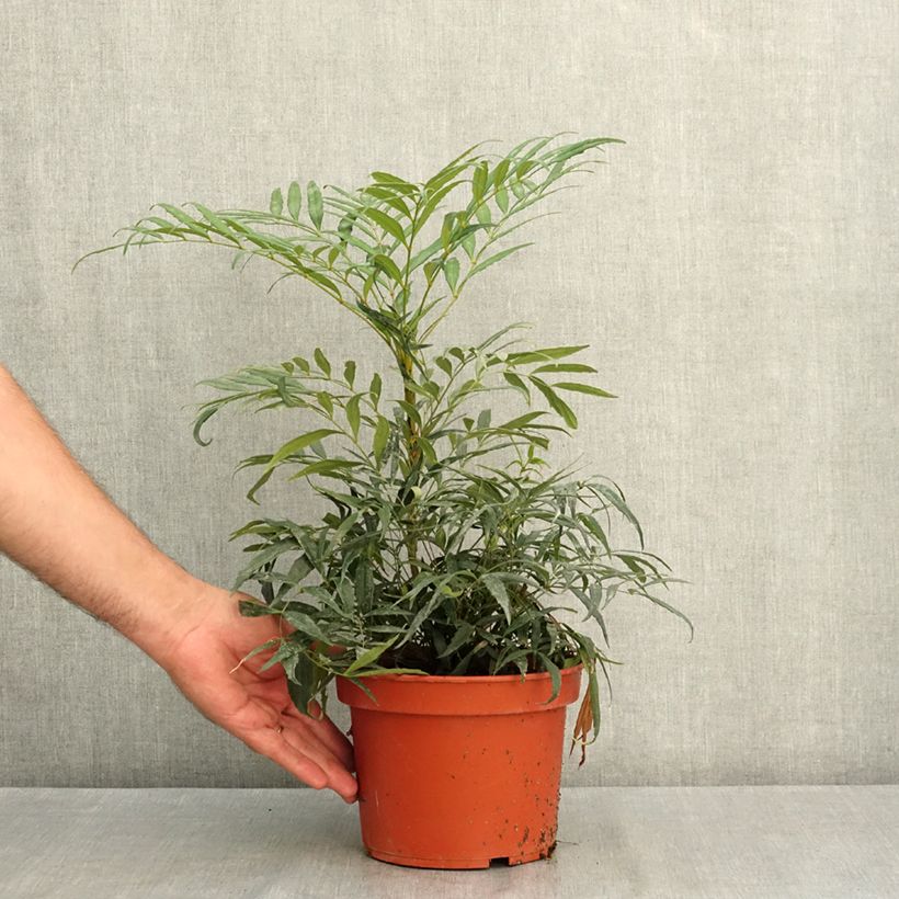 Mahonia confusa Nara Hiri - Hybrid Mahonia 2L/3L pot sample as delivered in summer