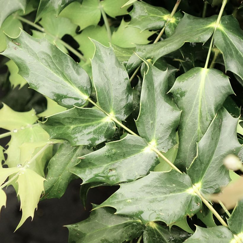 Mahonia japonica Hivernant (Foliage)