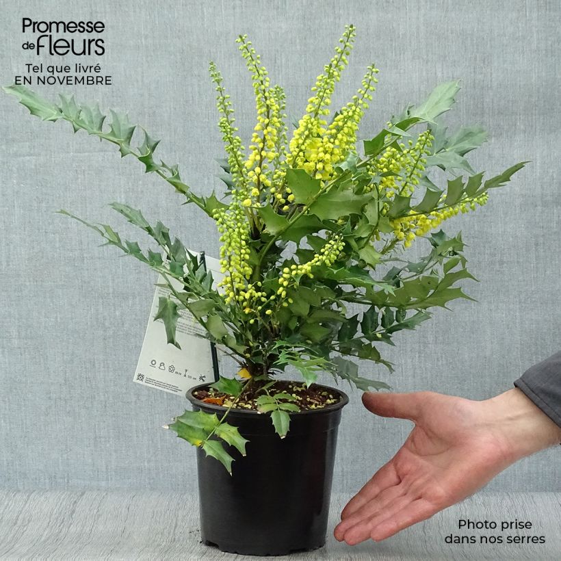Mahonia x media Charity 2L/3L pot sample as delivered in autumn