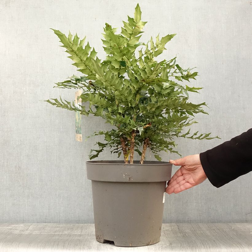 Mahonia x media Winter Sun 7.5L/10L pot sample as delivered in autumn