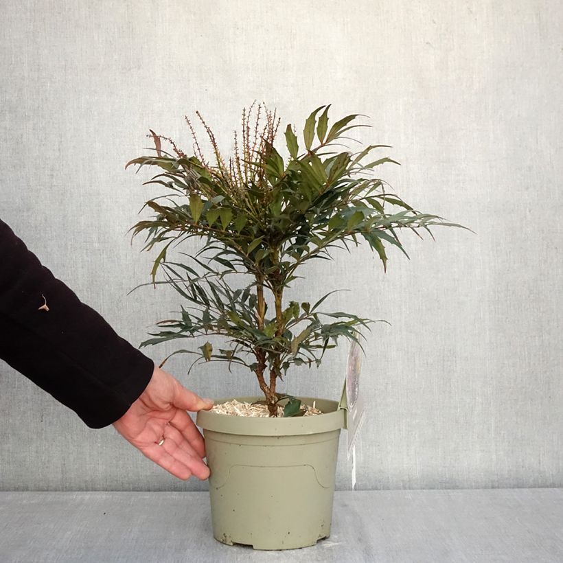 Mahonia Meteor 3L/4L pot sample as delivered in winter